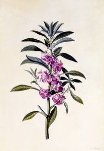 Garden Balsam, Impatiens Balsamina, c.1746 by Georg Dionysius Ehret